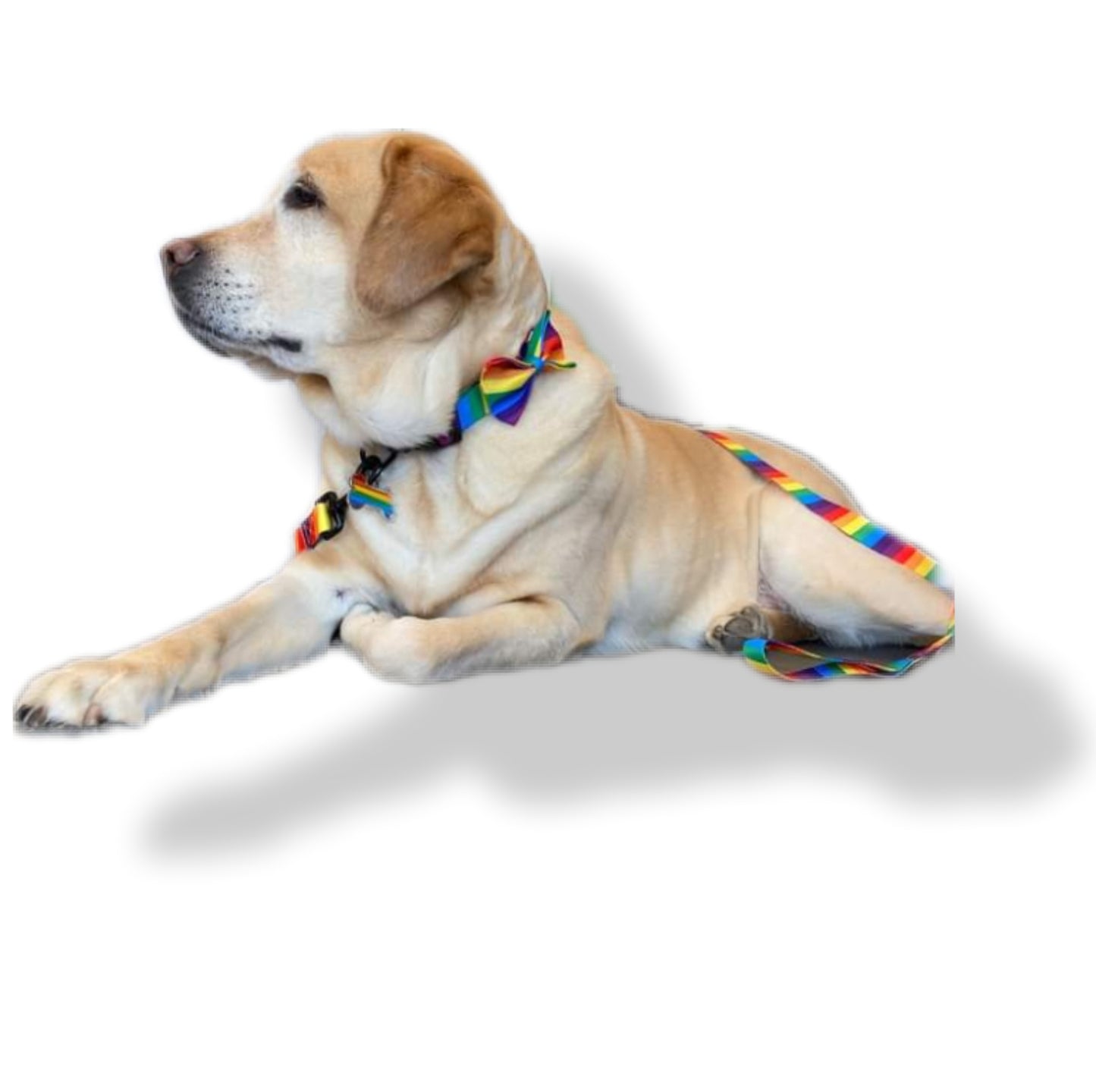 Dramabanana 6 foot Rainbow Leash /Laisse Rainbow de 6 pieds