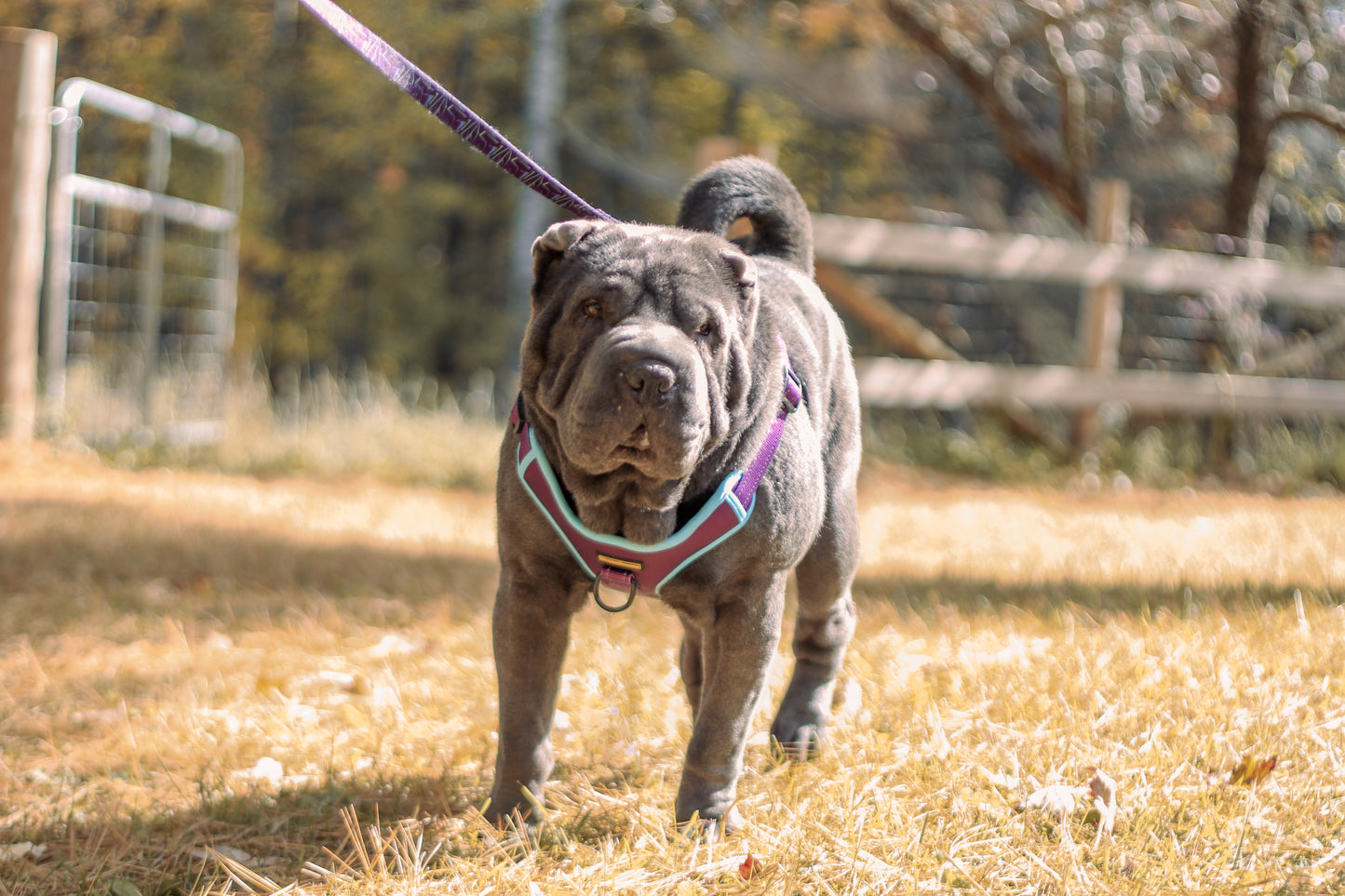 Dramabanana Harness/Harnais Waterproof Mauve